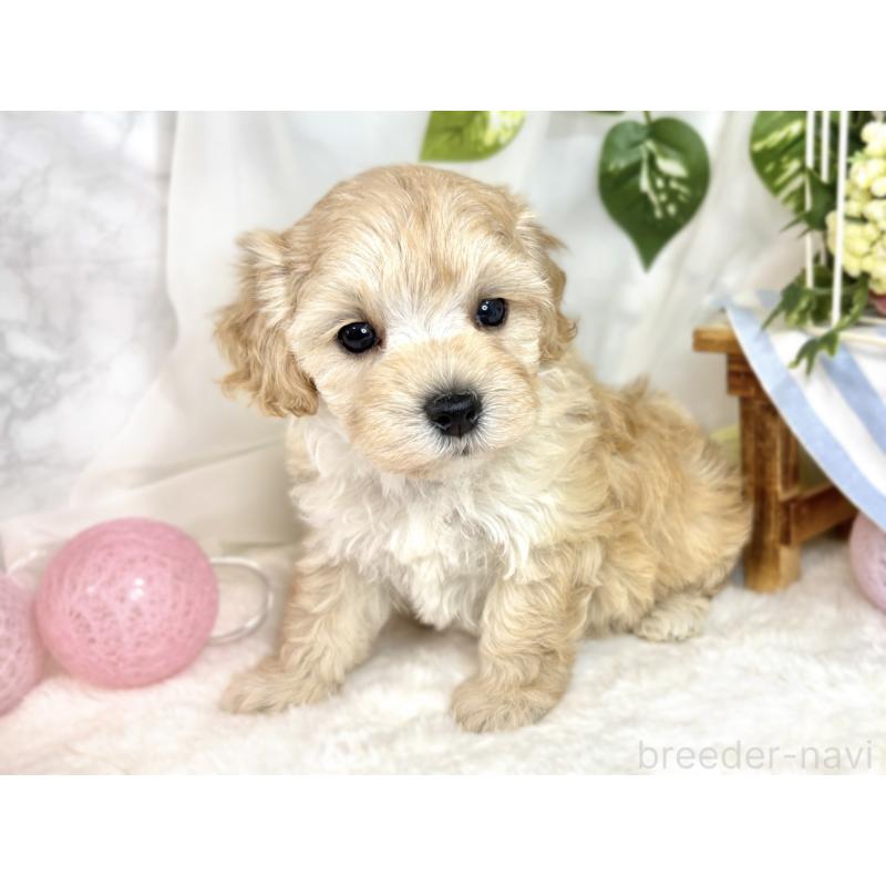 販売中の滋賀県のマルプー:マルチーズ×トイプードル-411754の3枚目